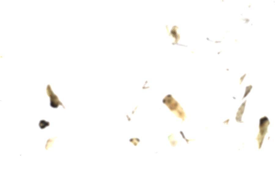 Image 30